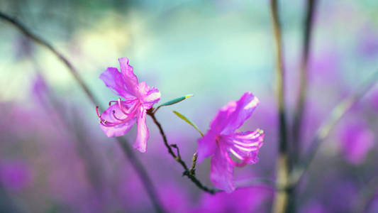 两朵开花的拉布拉多茶花的特写照片也可以