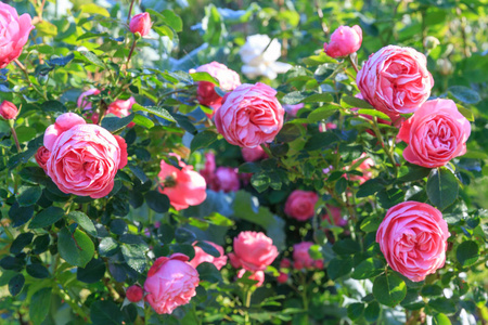 美丽的淡粉色玫瑰在花园里