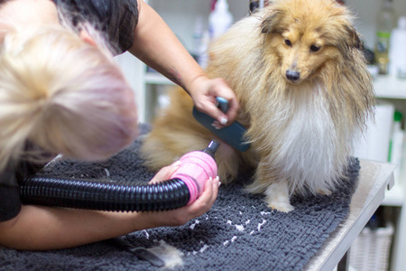 雪兰牧羊犬坐在狗客厅的桌子上