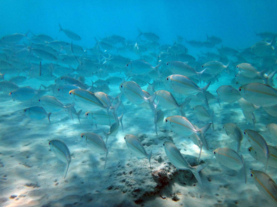 海洋生物香槟湾, 埃斯皮里图, 瓦努阿图