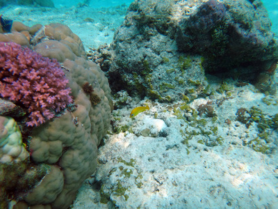 海洋生物香槟湾, 埃斯皮里图, 瓦努阿图