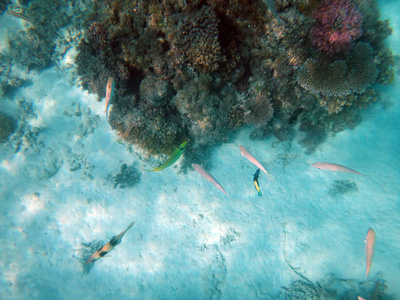 海洋生物香槟湾, 埃斯皮里图, 瓦努阿图