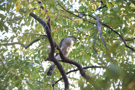 欧亚麻雀鹰Accipiter Nisus在日本