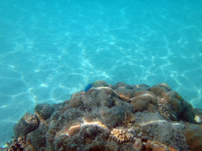 海洋生物香槟湾, 埃斯皮里图, 瓦努阿图