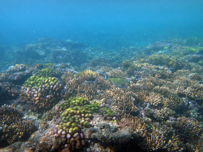 海洋生物香槟湾, 埃斯皮里图, 瓦努阿图