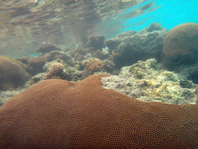 海洋生物香槟湾, 埃斯皮里图, 瓦努阿图