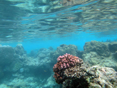 海洋生物香槟湾, 埃斯皮里图, 瓦努阿图