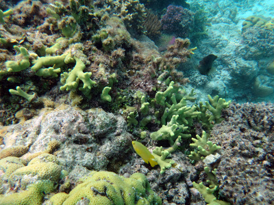 海洋生物香槟湾, 埃斯皮里图, 瓦努阿图