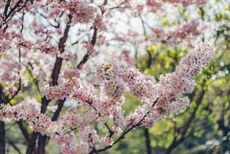 美丽的粉红色樱花在自然背景上柔和的光线。 春天的樱花开着粉红色的花。