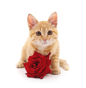 棕色的小猫和一朵红玫瑰图片
