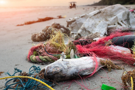 死鱼在海滩用塑料垃圾照片
