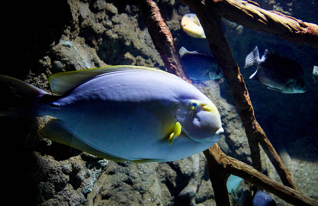 鱼在海洋水族馆游泳