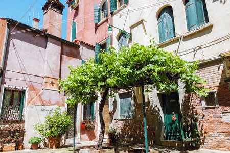 威尼斯老葡萄树的温馨庭院图片