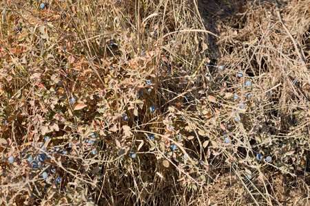 干燥的草, 枝和叶子以蓝色浆果纹理背景