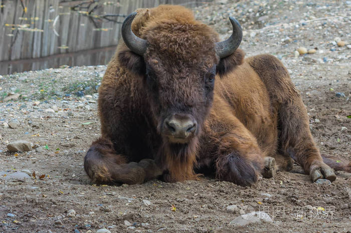 布拉格动物园的欧洲黑鼠