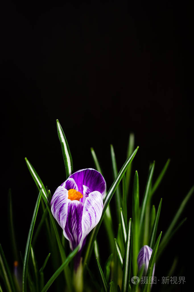 黑色背景的第一朵春花紫色番红花