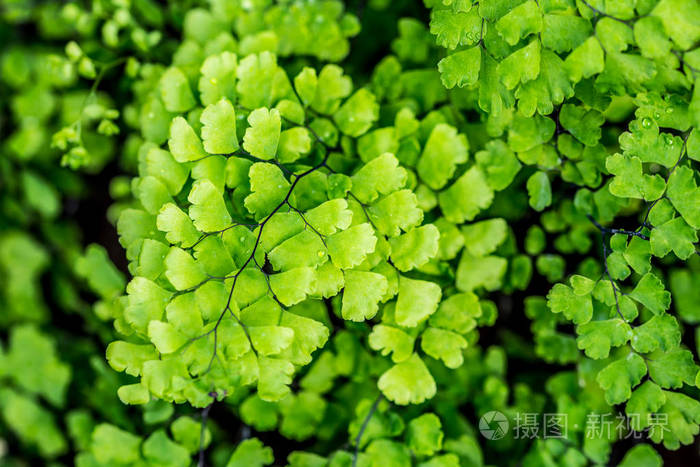 特写种植牙的小叶子.色泽鲜艳