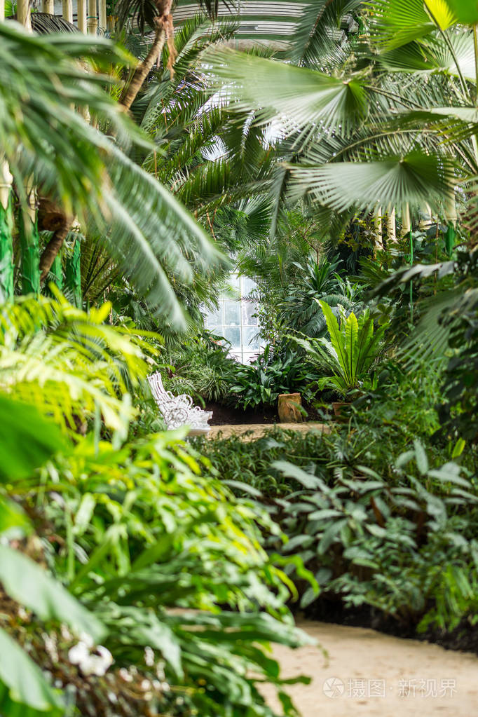 热带丛林温室的室内热带新鲜和异国植物