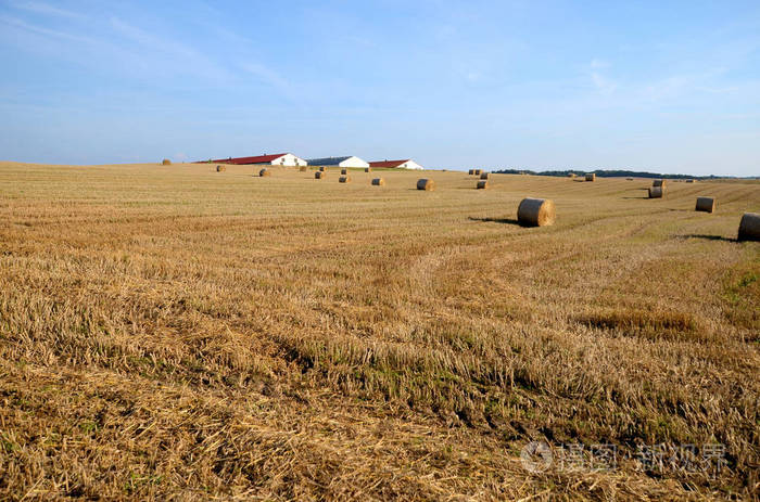 一块有草包的田地