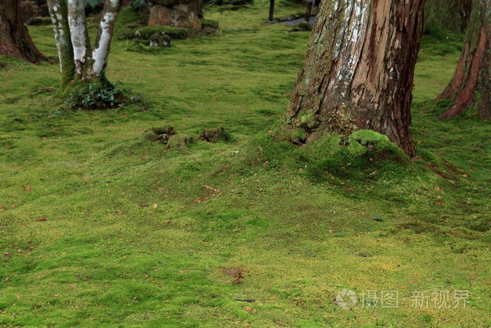 日本京都 Sanzenin 苔藓花园