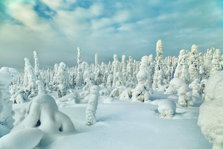 令人惊叹的冬季景观与白雪覆盖的树木