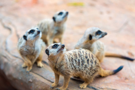 鼬 Suricata suricatta 的氏族, 非洲本土动物, 属于猫鼬家族的小食肉动物