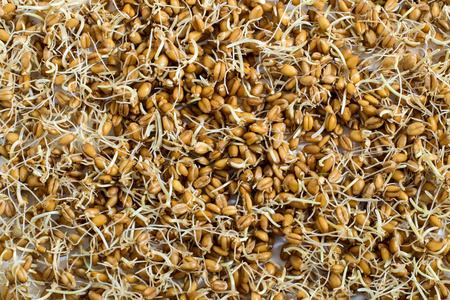 新鲜发芽的小麦种子照片