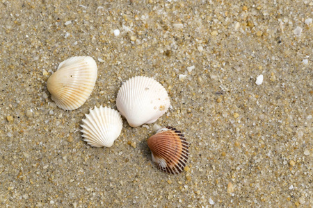 夏季沙滩背景及海贝壳在沙地上的特写图像