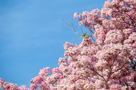 Tabebuia 花