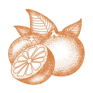 柑橘类水果素描