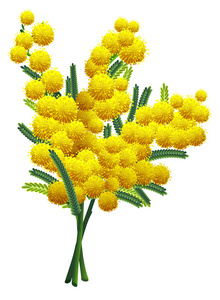 黄色蓬松的含羞草花枝在白色背景下分离。黄相思符号弹簧