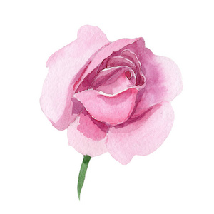 野花粉红色茶蔷薇花在水彩风格隔离照片