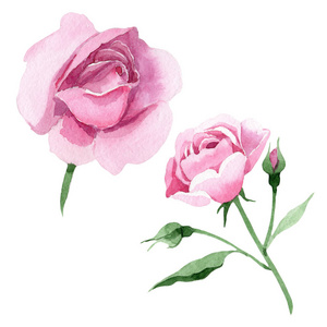 水彩蔷薇花图片-水彩蔷薇花素材-水彩蔷薇花插画-摄图新视界