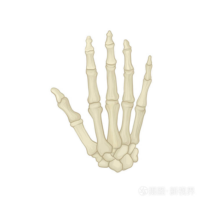 人类的手骨架.腕骨, 掌和指骨.海报,解剖或医学书籍的图形设计元素.