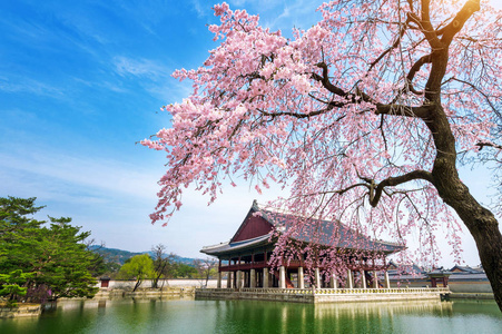 首尔樱花与樱花在春天,在韩国首尔景福宫照片