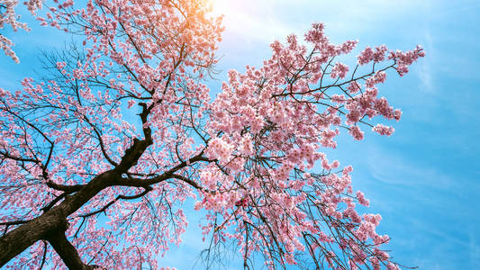 樱桃花, 柔和的焦点, 春天的樱花季节
