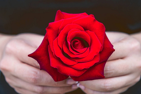 女人的手给了一朵红玫瑰。情人节