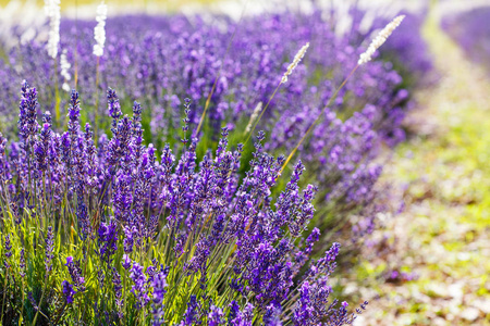 在普罗旺斯，法国的 valensole 附近的薰衣草田