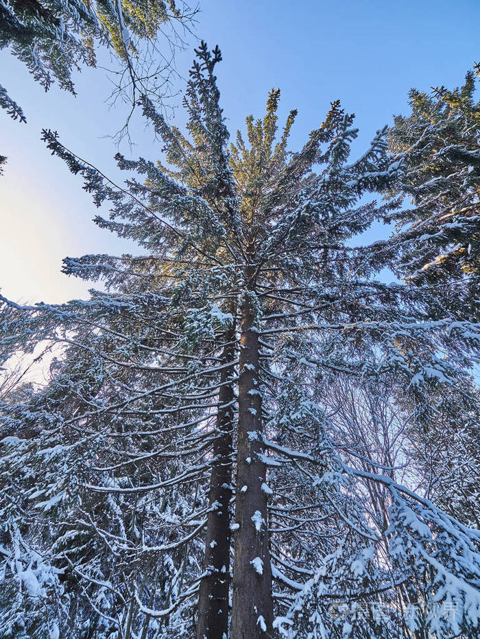 冬天的针叶林