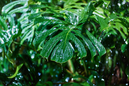 热带丛林降雨时绿棕叶的特写图片