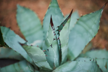 植物园中美丽的多汁蓝色银花的特写照片