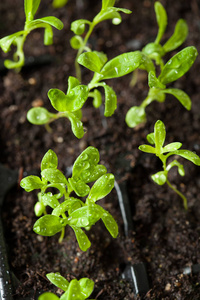 幼苗植物生长在萌发塑料托盘图片