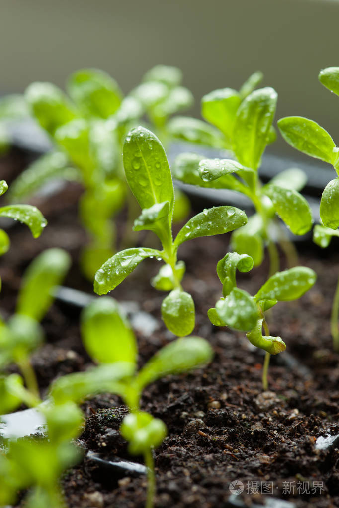幼苗植物生长在萌发塑料托盘