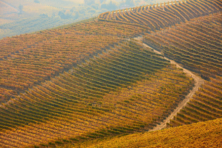 秋天的丘陵, 意大利的黄色和棕色叶子的葡萄园