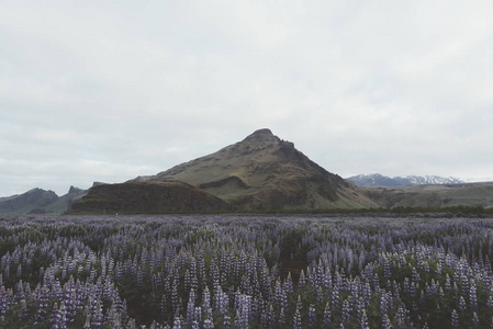 典型的冰岛风景