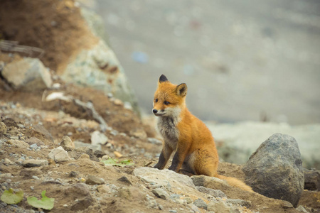 年轻可爱的小 foxe 在一个石海海岸。选择性焦点。自