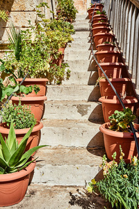 希腊克里特岛上一座东正教修道院台阶上的盆栽植物