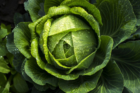 头青白菜露水滴在花园里, 收割在 fa露水百合橙色花落在花园里在黑色