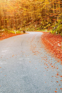 蜿蜒的森林路在美丽的秋天颜色附近 Bohinj 湖