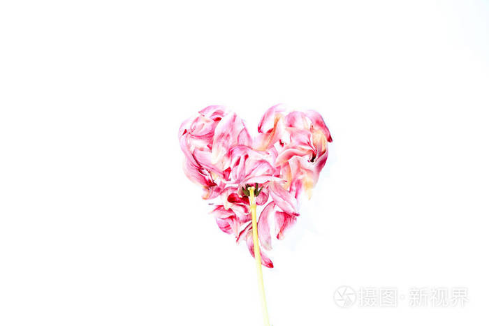 郁金香的花朵在心脏形状